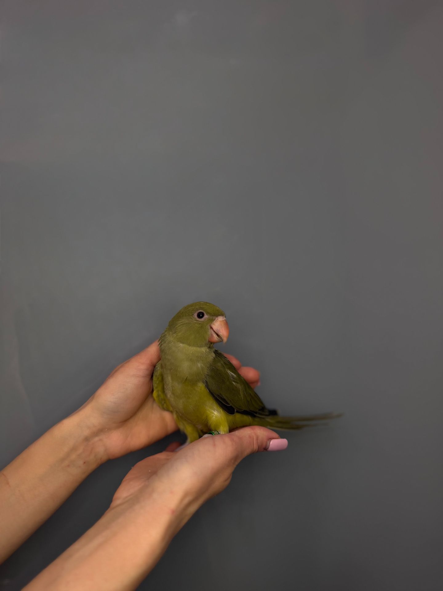 Намистовий папуга, розмовляючий папуга крамера, ручні викормиші