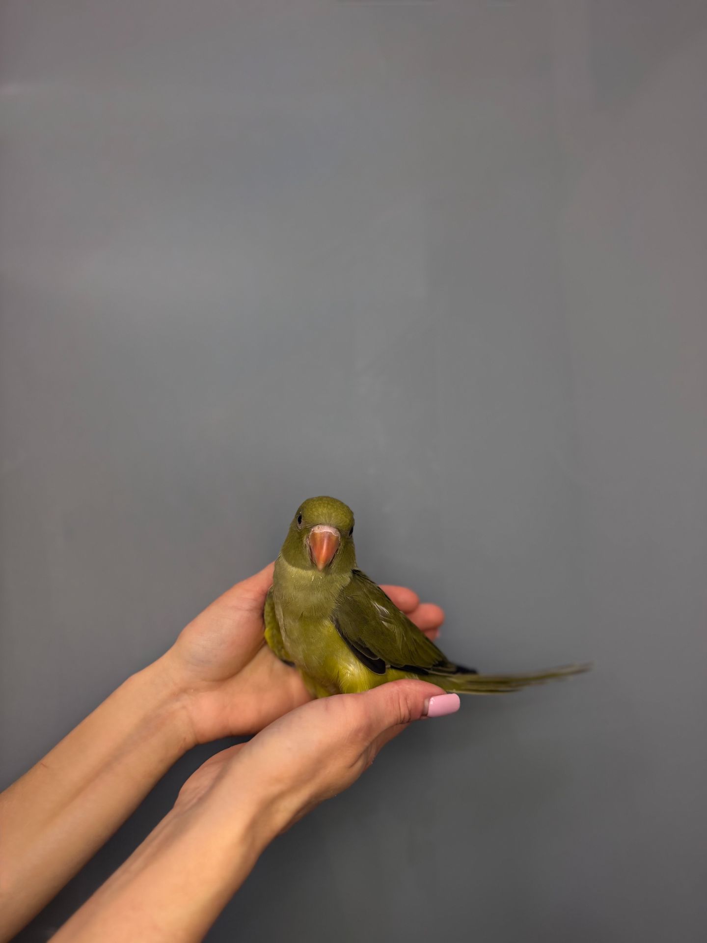 Намистовий папуга, розмовляючий папуга крамера, ручні викормиші