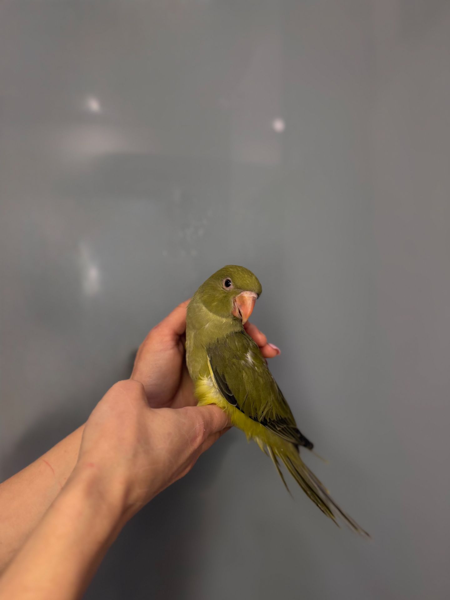 Намистовий папуга, розмовляючий папуга крамера, ручні викормиші