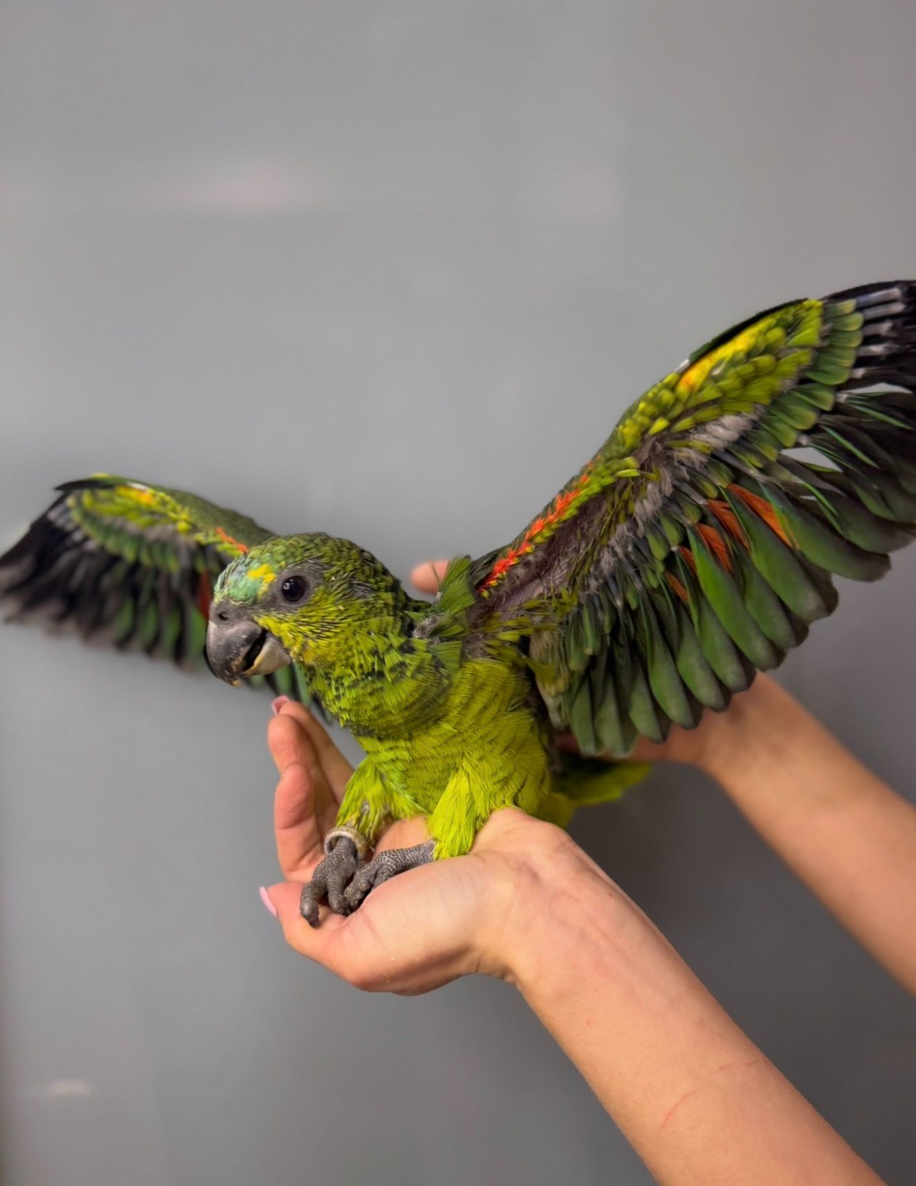 Синьолобий амазон, викормиш амазон