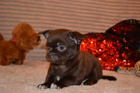 Чихуахуа дівчинка