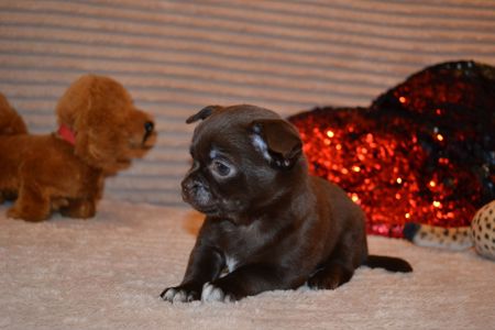 Чихуахуа дівчинка