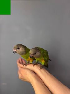 Сенегал, сенегальський папуга, папужка ручний викормиш