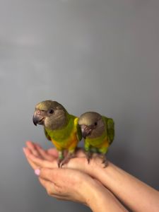 Сенегал, сенегальський папуга, папужка ручний викормиш