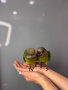 Сенегал, сенегальський папуга, папужка ручний викормиш