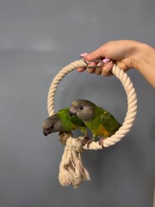 Сенегальський папуга, ручний викормиш сенегал