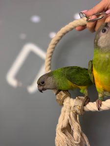 Сенегальський папуга, ручний викормиш сенегал