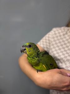 Синьолобий амазон, викормиш амазон