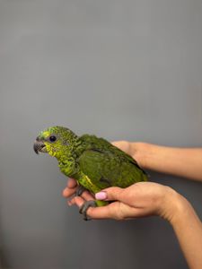 Синьолобий амазон, викормиш амазон