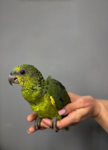 Синьолобий амазон, викормиш амазон