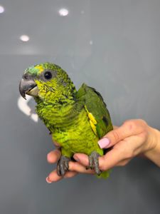 Синьолобий амазон, викормиш амазон