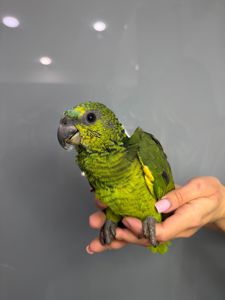 Синьолобий амазон, викормиш амазон