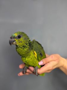 Синьолобий амазон, викормиш амазон