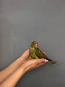 Намистовий папуга, розмовляючий папуга крамера, ручні викормиші