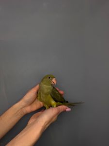 Намистовий папуга, розмовляючий папуга крамера, ручні викормиші