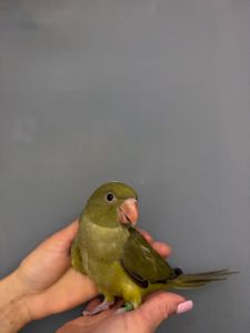 Намистовий папуга, розмовляючий папуга крамера, ручні викормиші