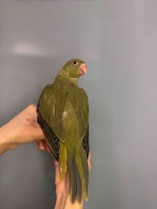 Намистовий папуга, розмовляючий папуга крамера, ручні викормиші