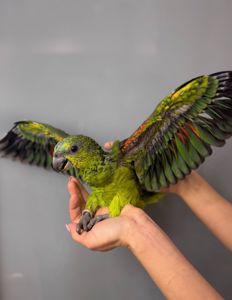 Синьолобий амазон, викормиш амазон