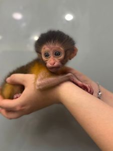 Мавпочка мангобей, обезьянка мангобей