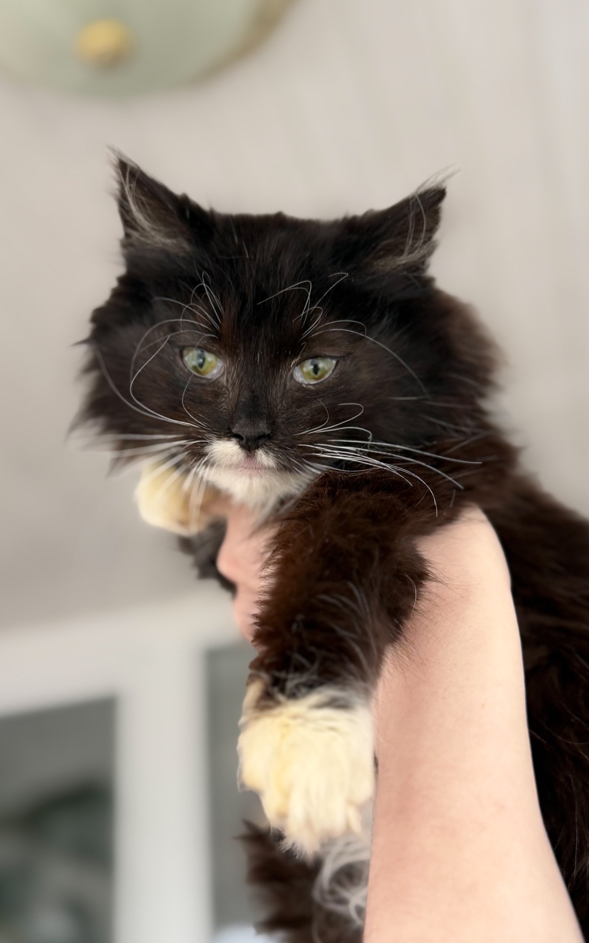 Кошеня Аваморі шукає родину!