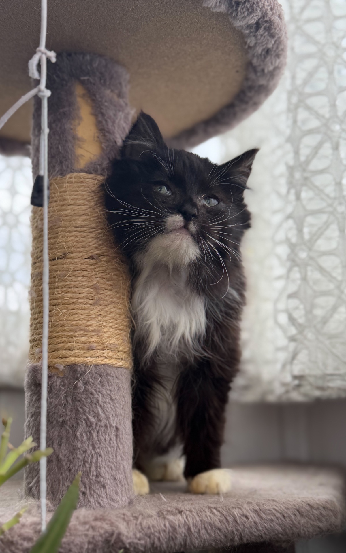 Кошеня Аваморі шукає родину!