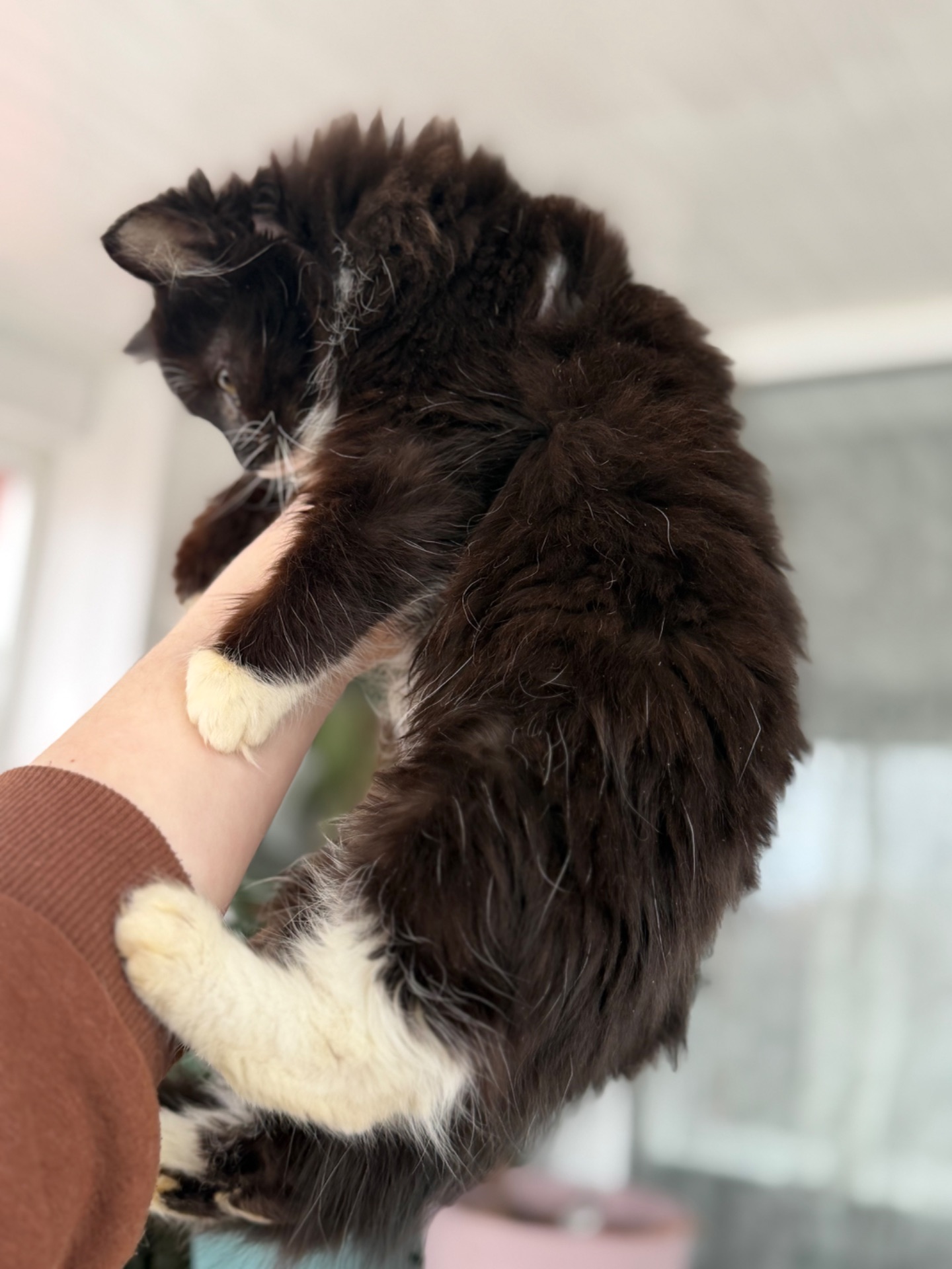 Кошеня Аваморі шукає родину!