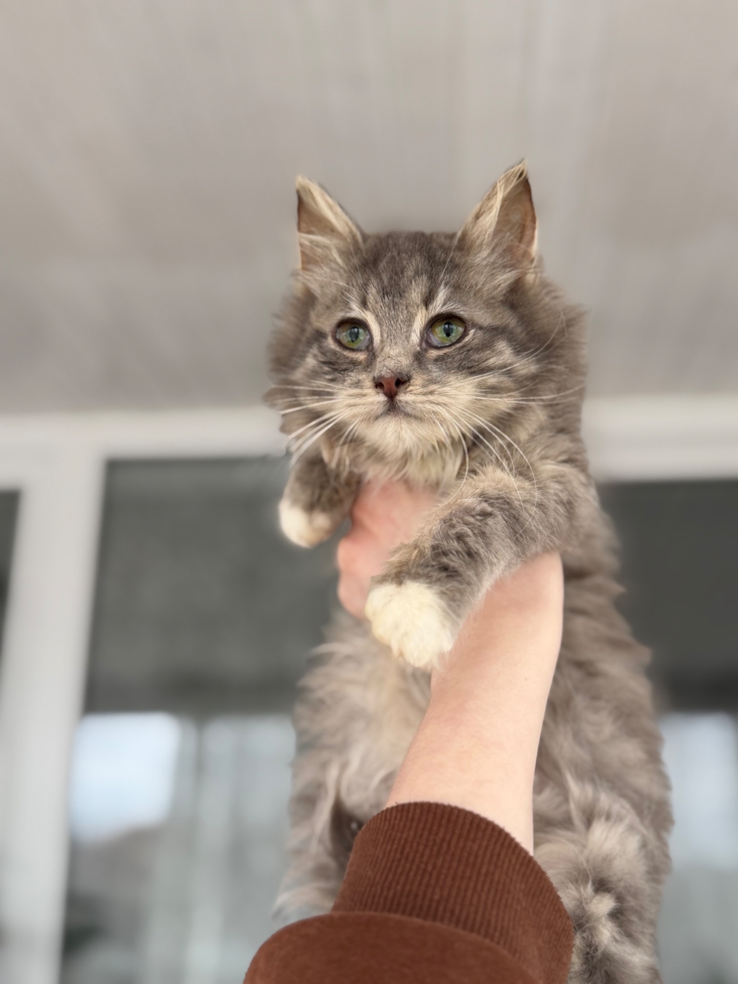 Хлопчик Деніалс шукає дім!