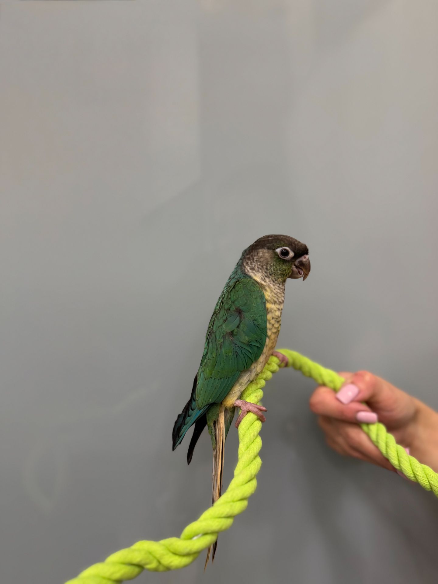 Пташенята викормиші пірура, пірури різного окрасу