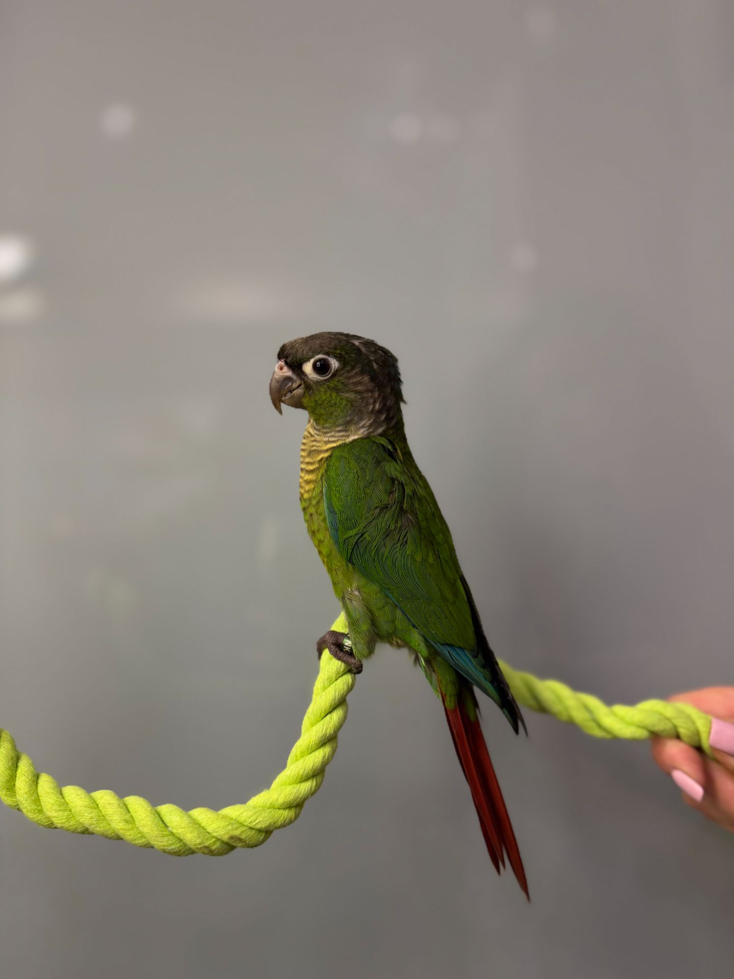 Пташенята викормиші пірура, пірури різного окрасу