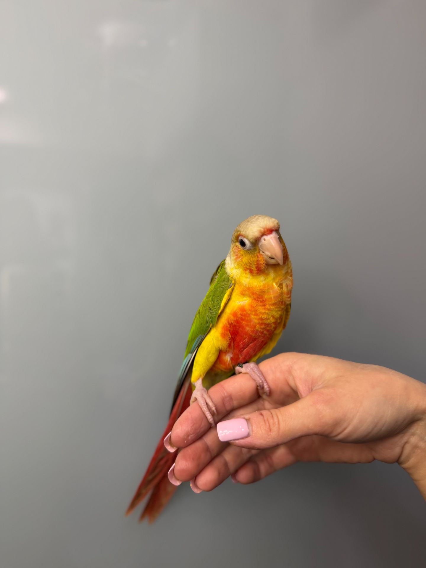 Пташенята викормиші пірура, пірури різного окрасу