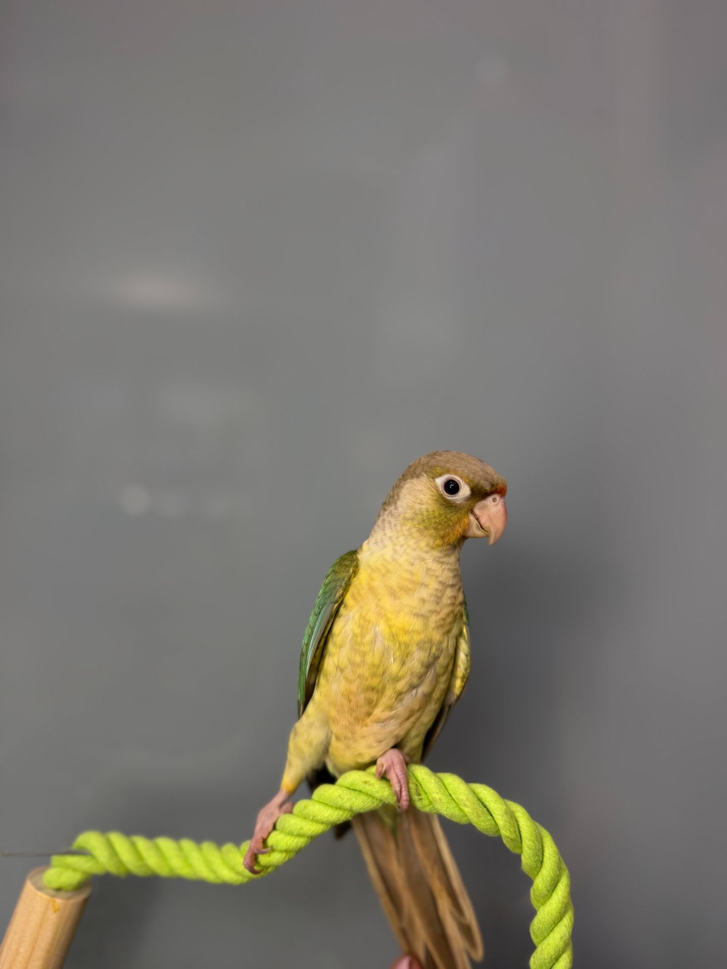 Пташенята викормиші пірура, пірури різного окрасу