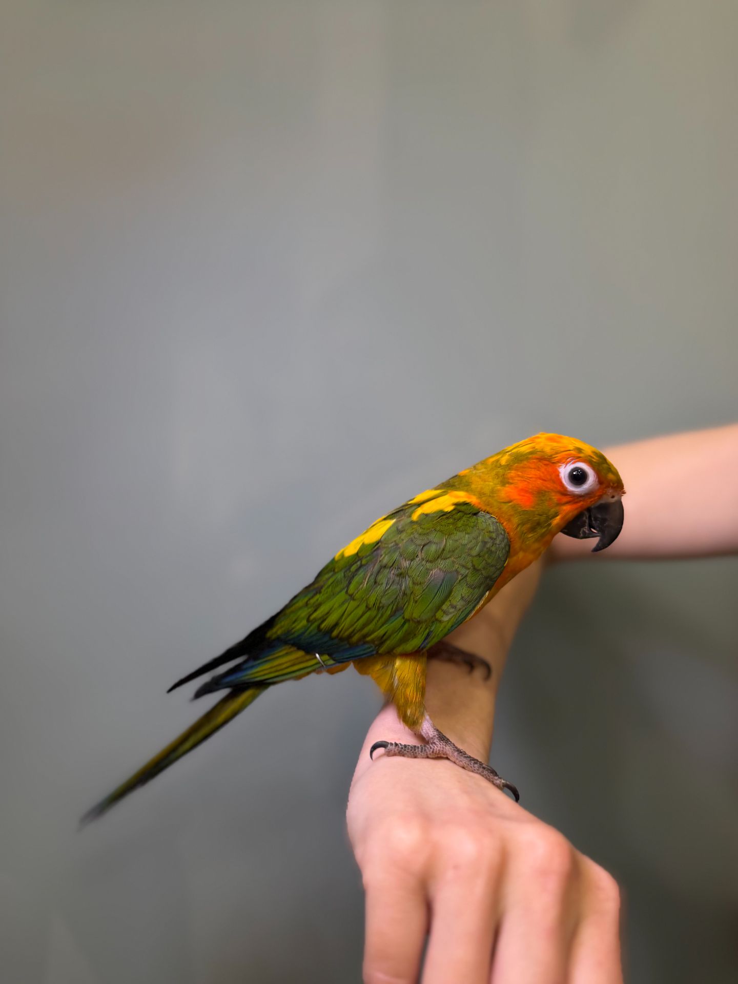 Аратинга сонячний, пташенята ручні викормиші аратинга