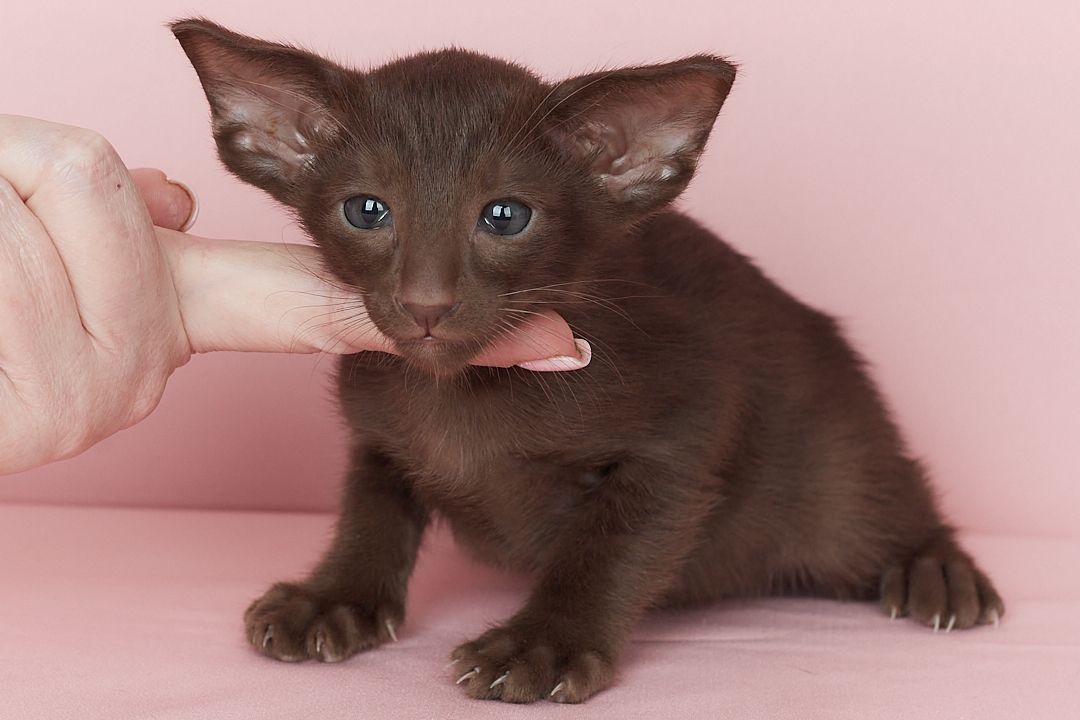 Шоколадний орієнтальний хлопчик Otornasse Quentin