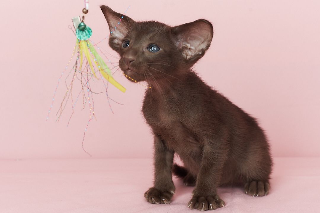 Шоколадний орієнтальний хлопчик Otornasse Quentin