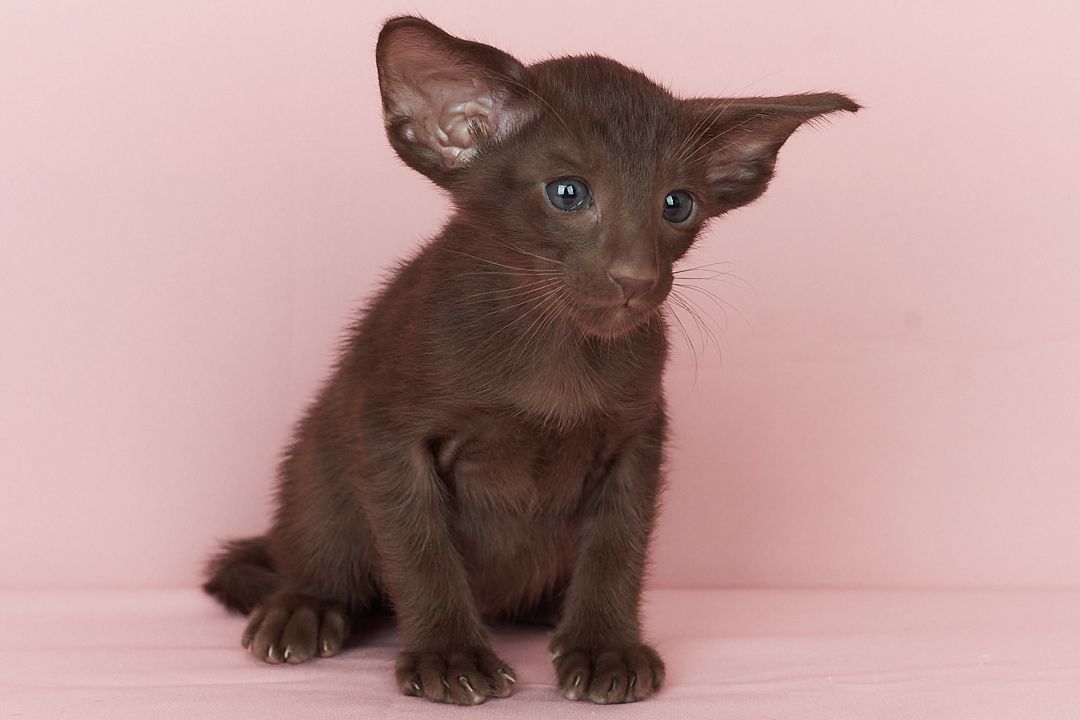 Шоколадний орієнтальний хлопчик Otornasse Quentin