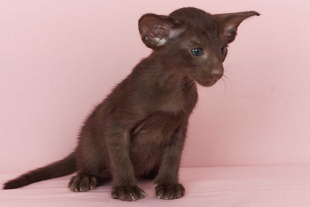 Шоколадний орієнтальний хлопчик Otornasse Quentin