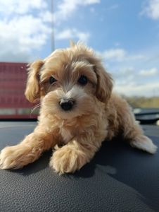 Хлопчики мальтипу Ф1