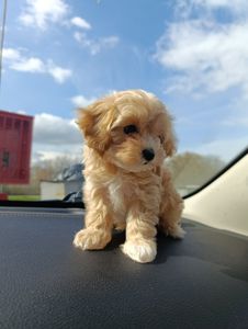 Хлопчики мальтипу Ф1