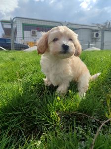 Хлопчики мальтипу Ф1