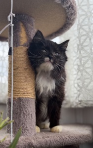 Кошеня Аваморі шукає родину!