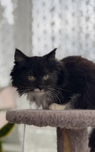 Кошеня Аваморі шукає родину!