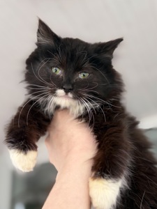 Кошеня Аваморі шукає родину!