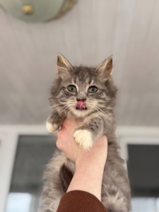 Хлопчик Деніалс шукає дім!