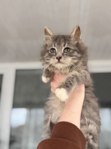 Хлопчик Деніалс шукає дім!