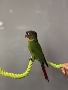 Пташенята викормиші пірура, пірури різного окрасу