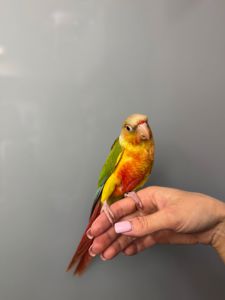 Пташенята викормиші пірура, пірури різного окрасу