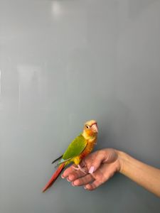 Пташенята викормиші пірура, пірури різного окрасу