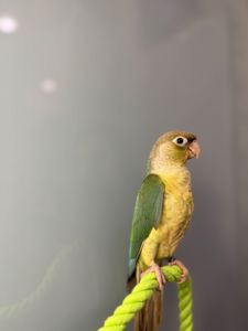 Пташенята викормиші пірура, пірури різного окрасу