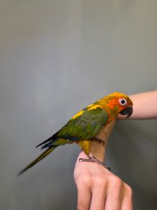 Аратинга сонячний, пташенята ручні викормиші аратинга