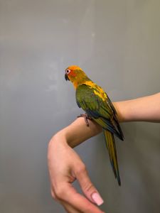 Аратинга сонячний, пташенята ручні викормиші аратинга